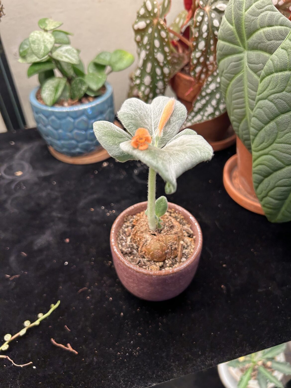 Has anyone had any luck getting seeds?