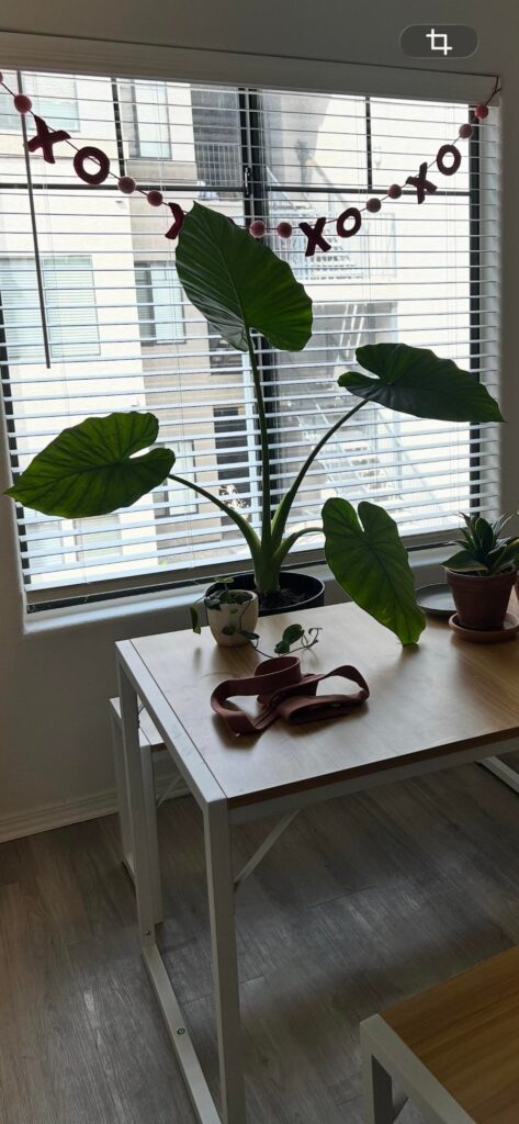 RIP Elephant Ear. Would love some diagnosing “cause of death” from some community experts! RIP Elephant Ear. Would love some diagnosing “cause of death” from some community experts!