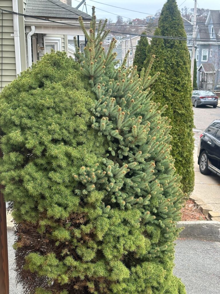 Help! How can I save this tree?!