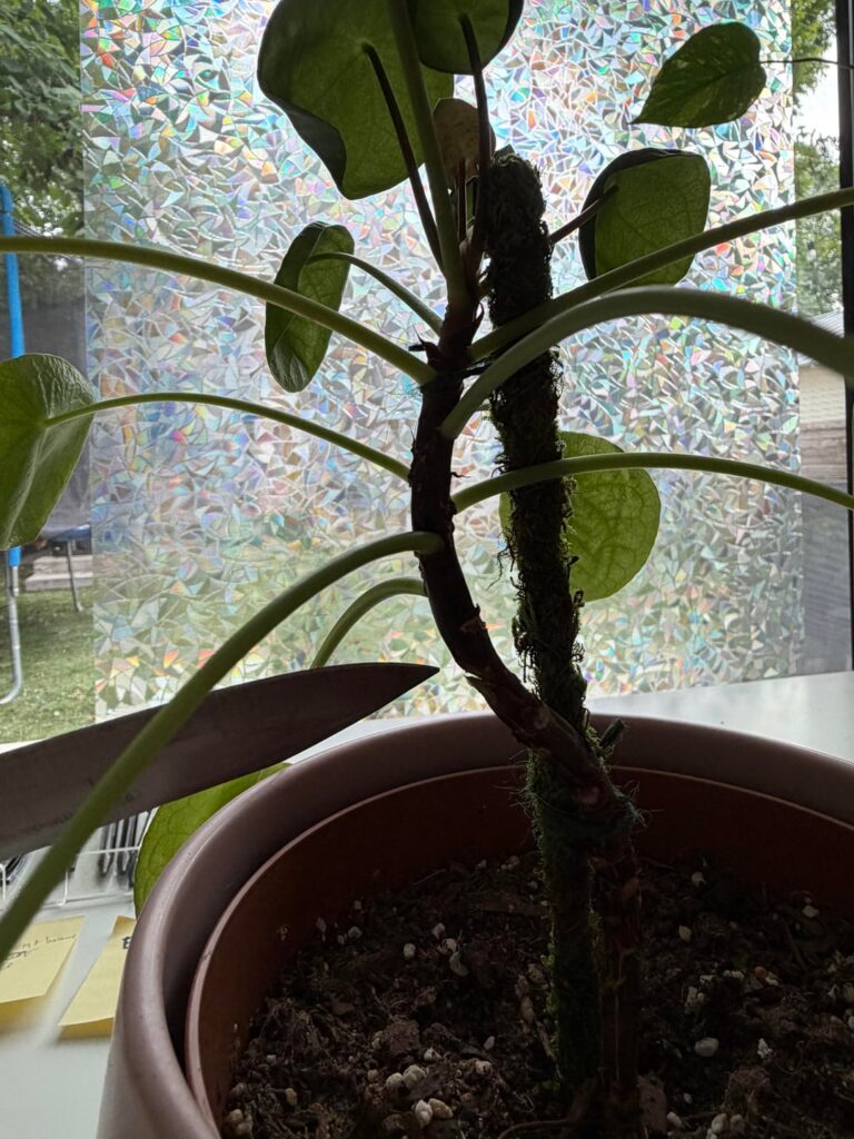 Eek! 😬 Did I Kill My Money Plant?!