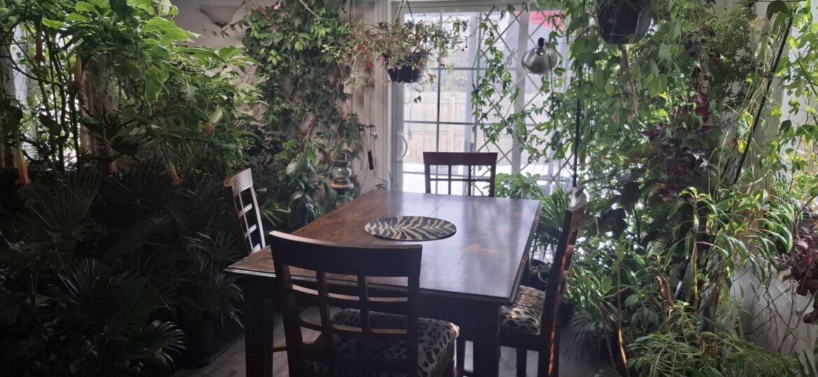 My indoor garden! NY, U.S.