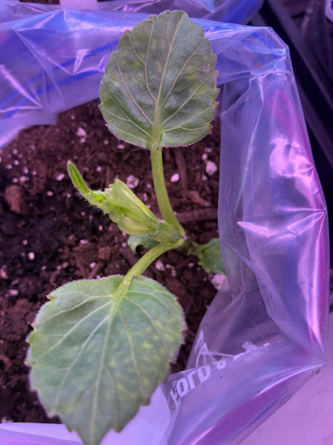 Is this mosaic virus?