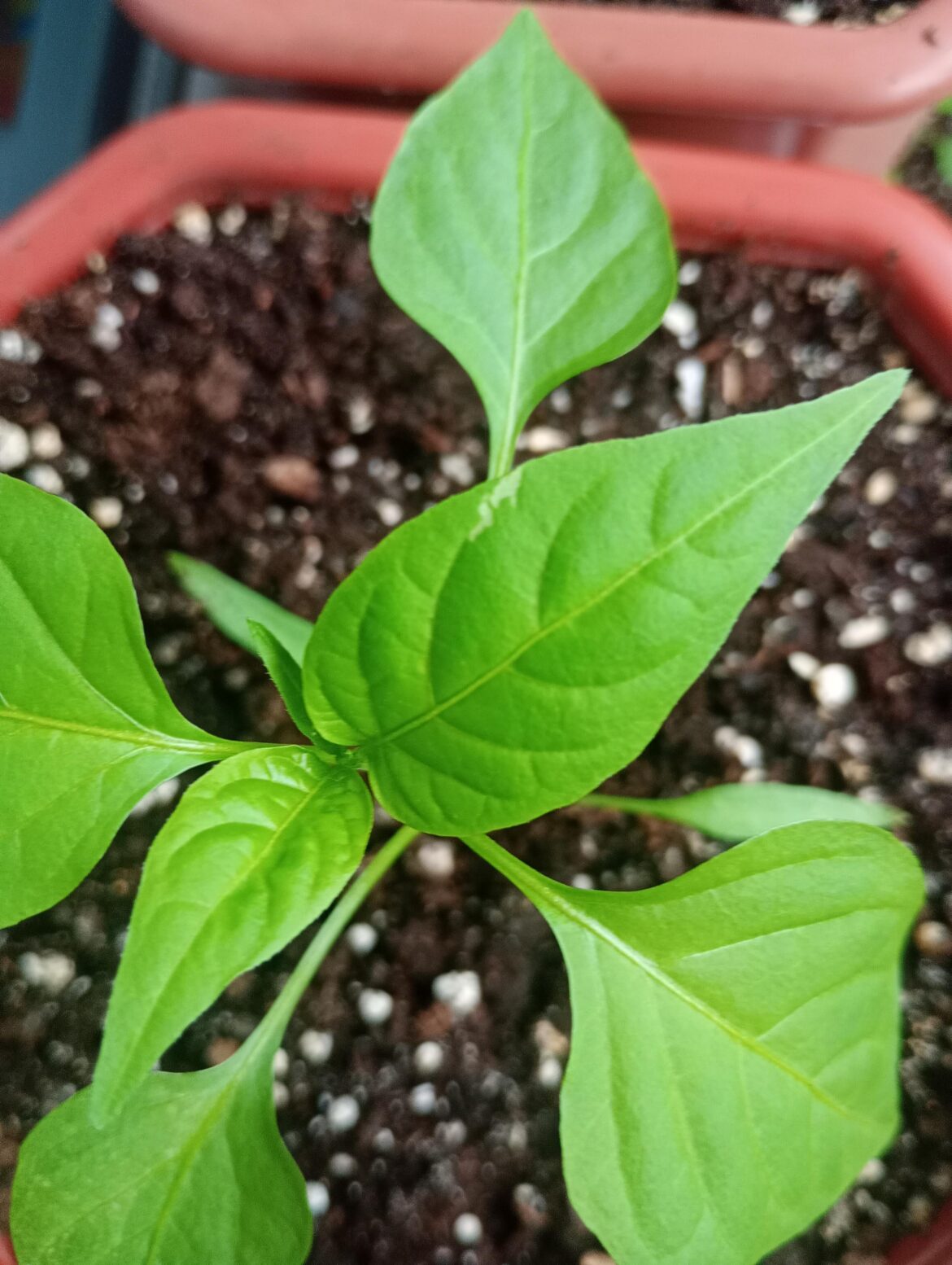 White spot question