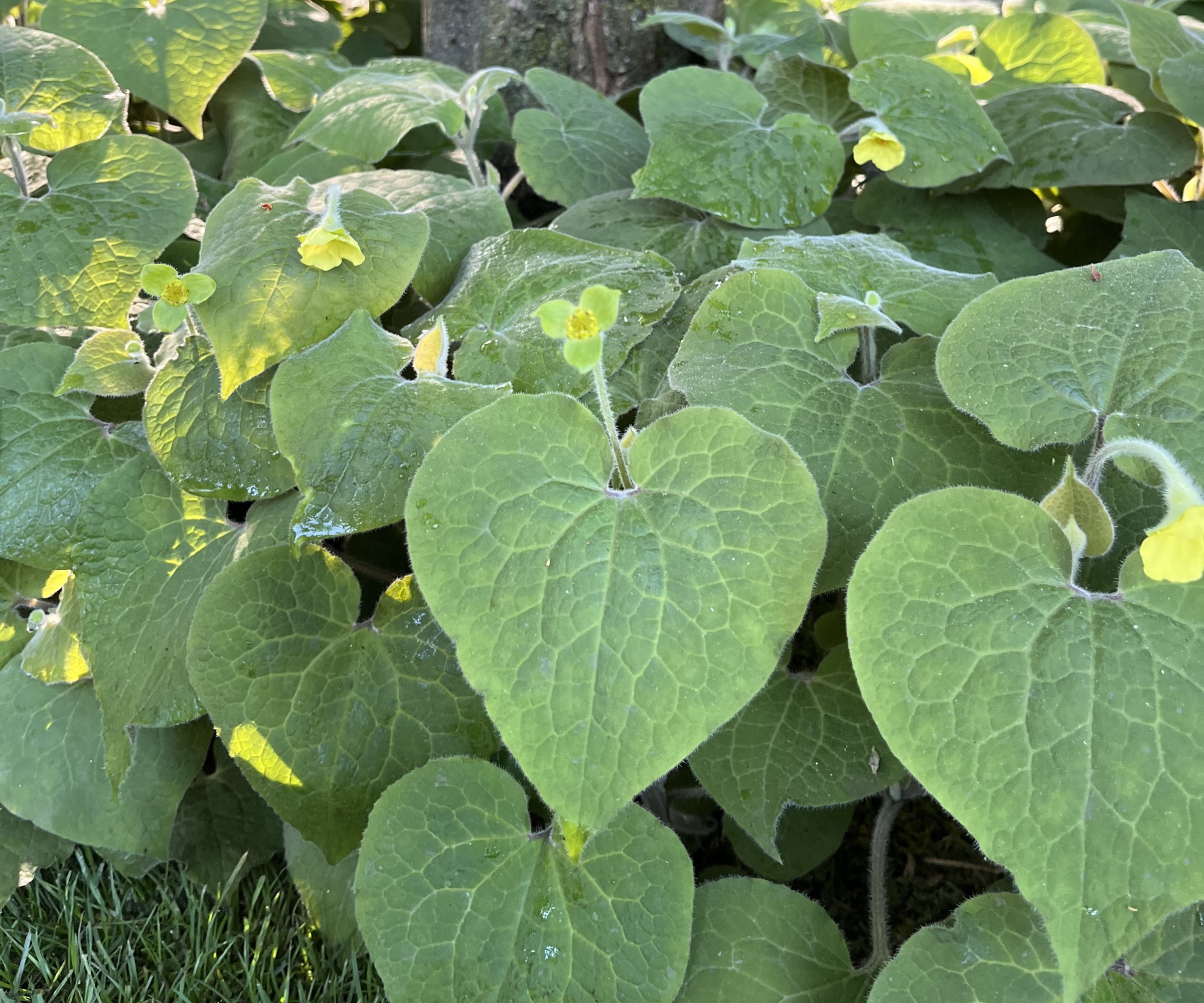 Saruma henryi, wild ginder, with heart-shaped leaves and yellow flowers