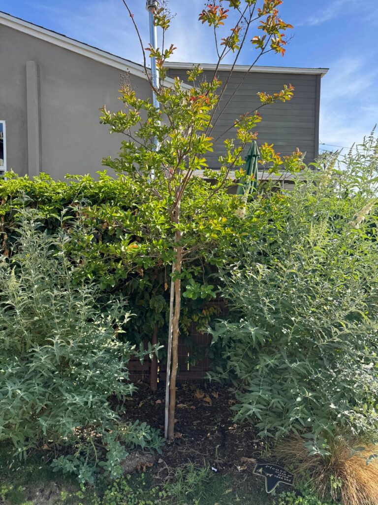 Re: you could plant your own trees