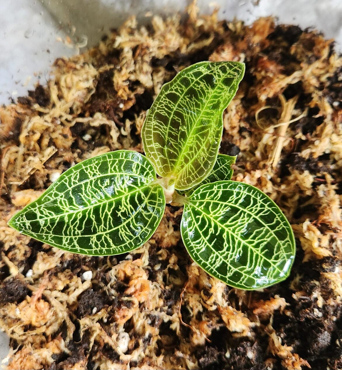 I got my dream plant today! Jewel Orchid: Macodes lightning