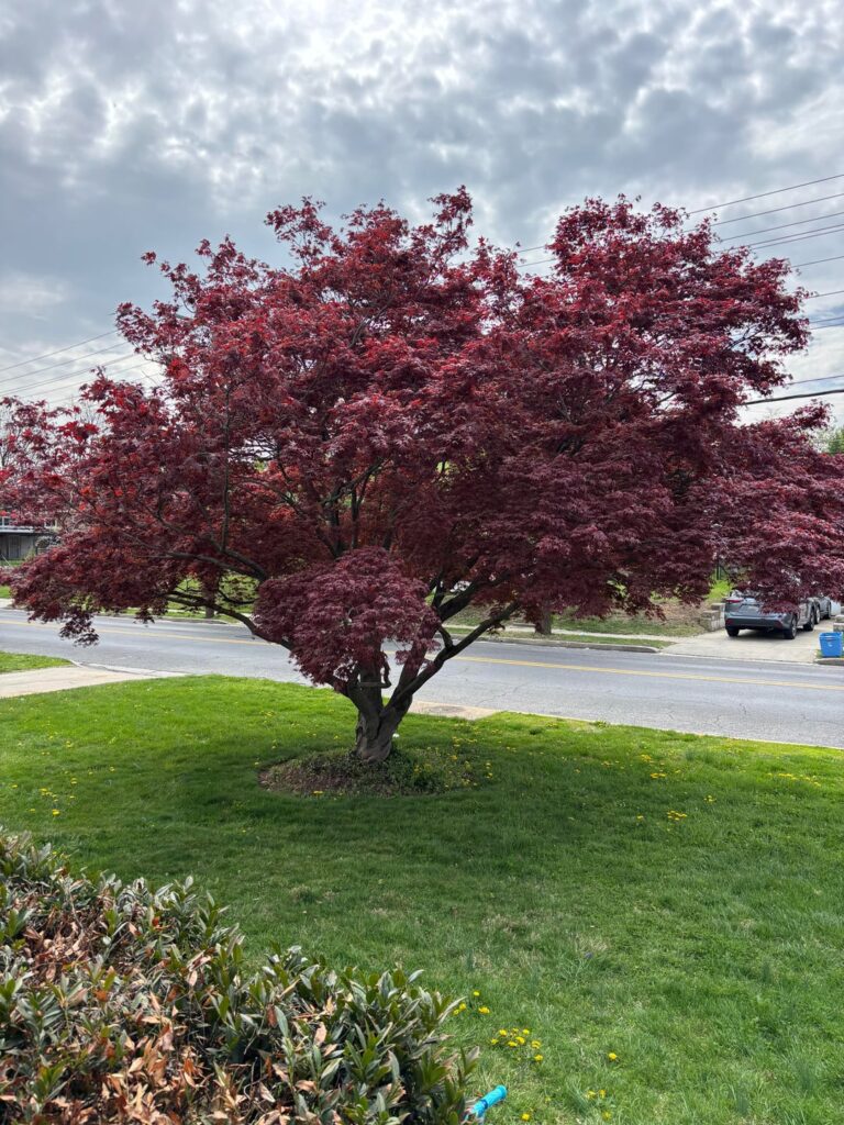 Help with tree mulch