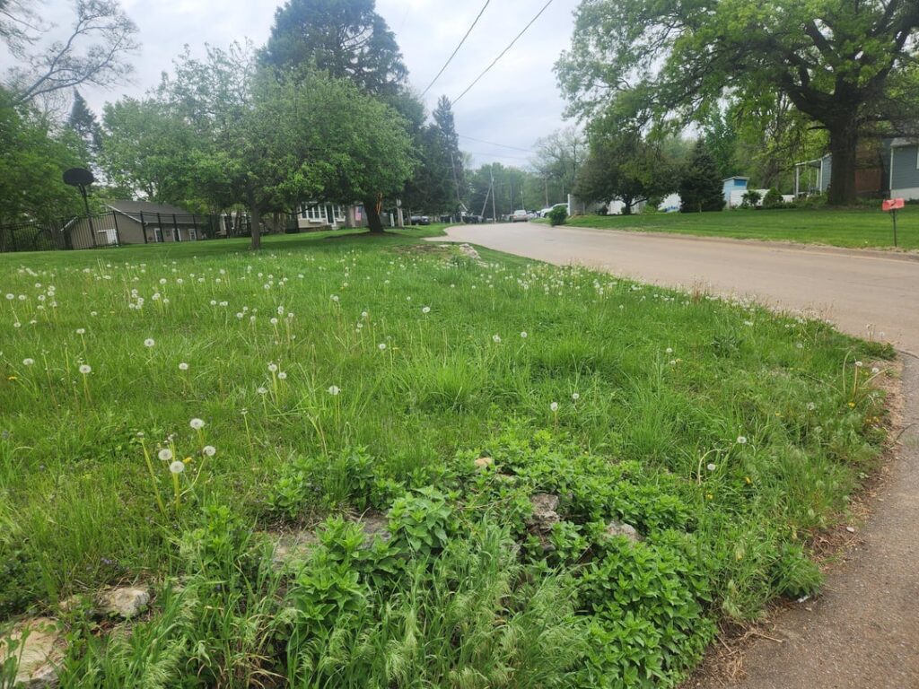 Lawn Advice for a new Homeowner!