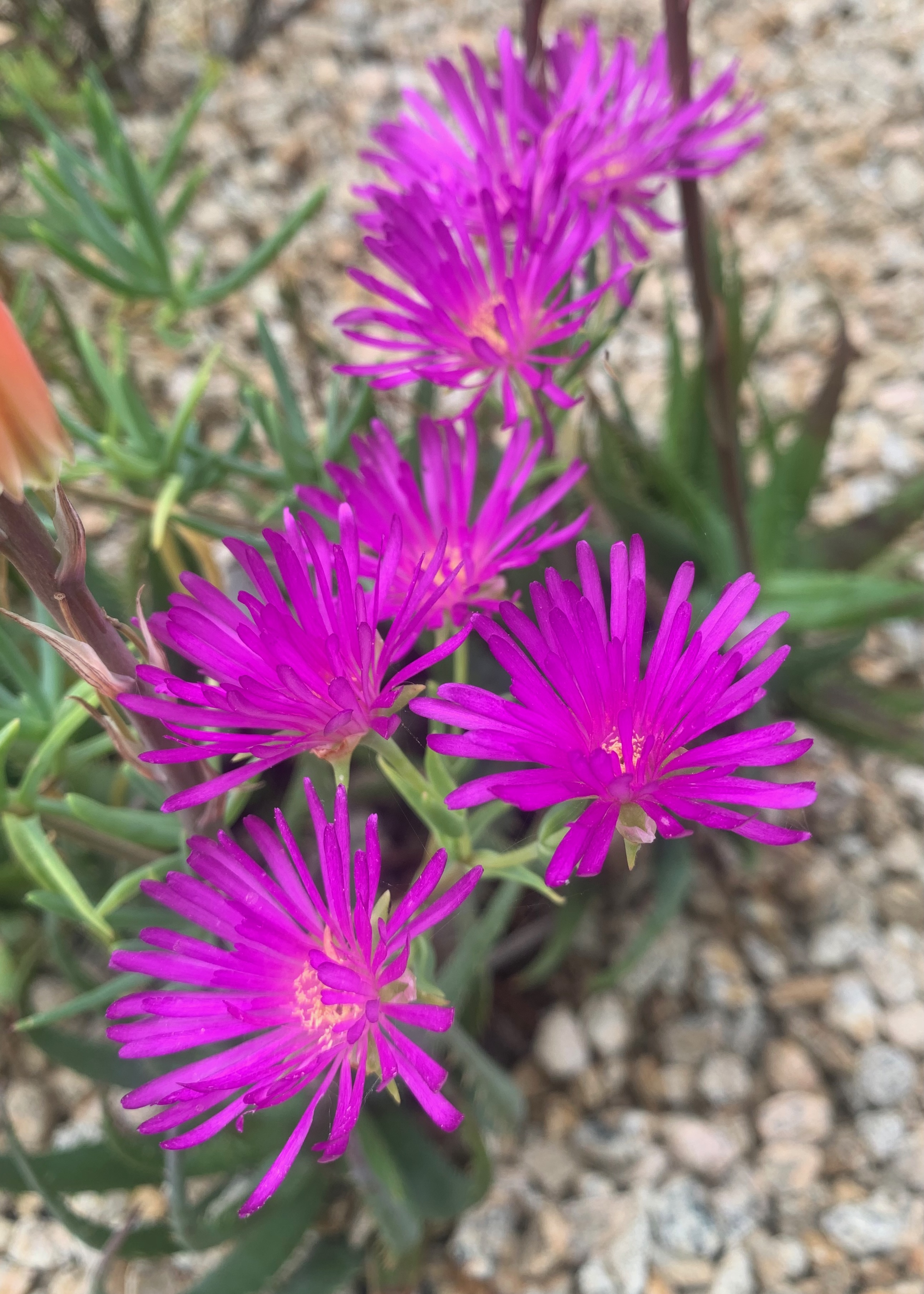 Darling vygie (Lampranthus amoenus sp. âPink Kaboomâ). This upright, rounded...