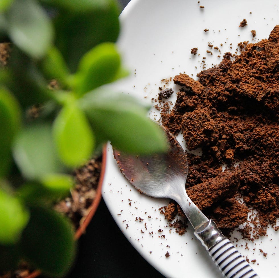 coffee grounds for plants