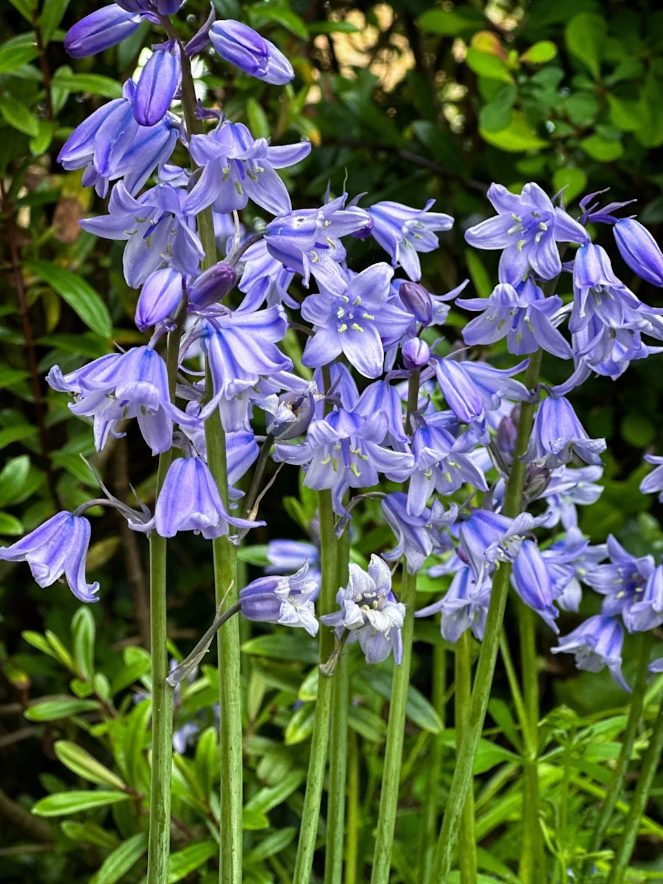 close up of bluebell flowers, england