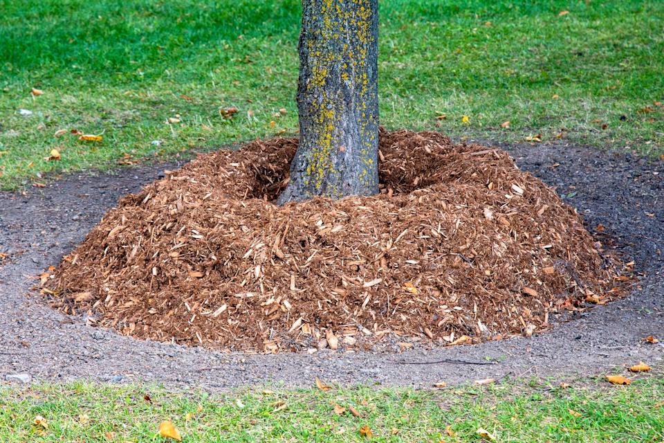 using mulch wrong volcano mulching