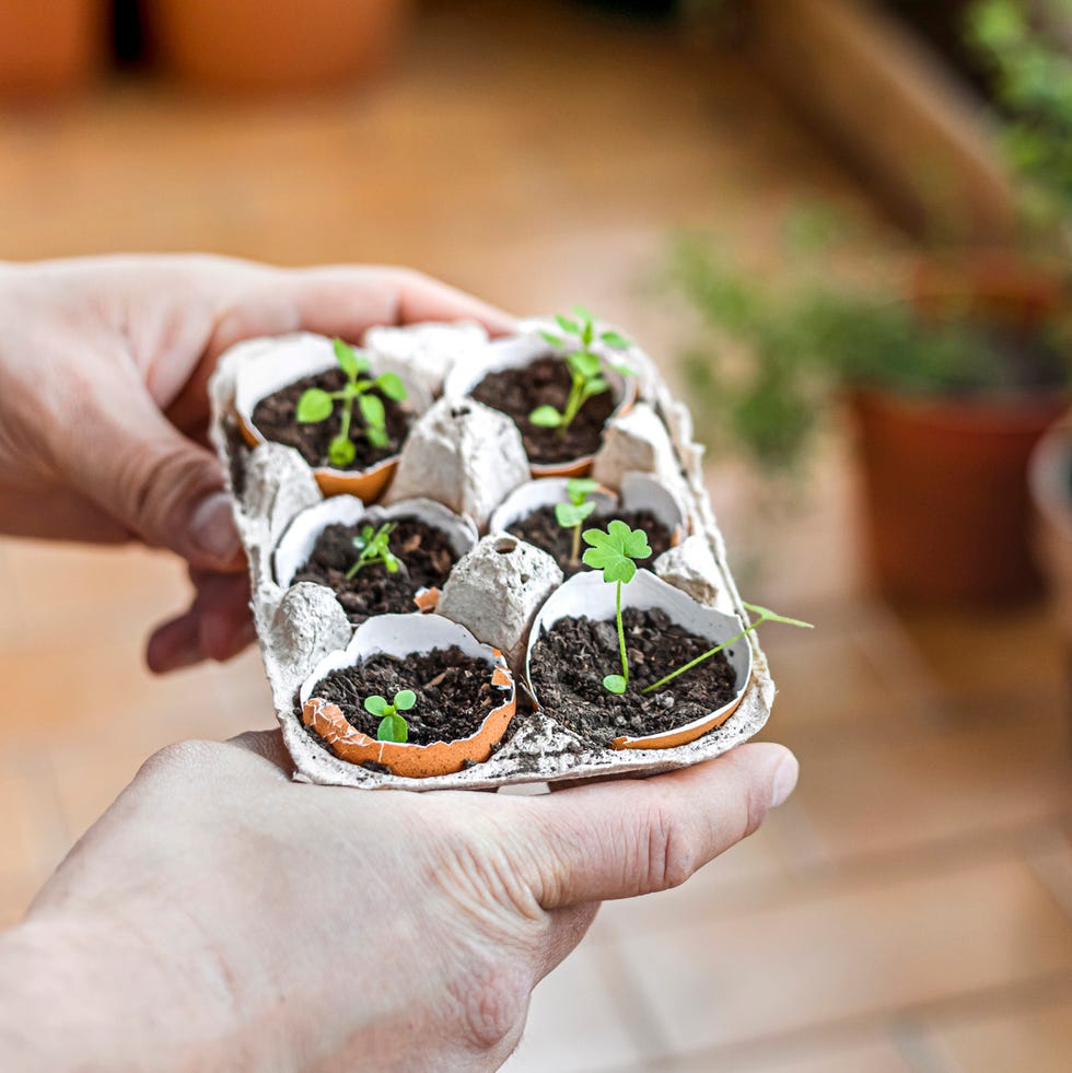 man holding a reused egg carton and eggshells to grow plants on balcony. zero waste concept.