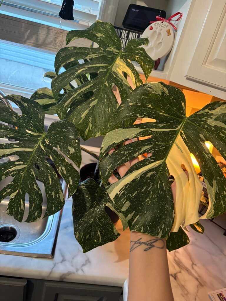 Monstera Thai
