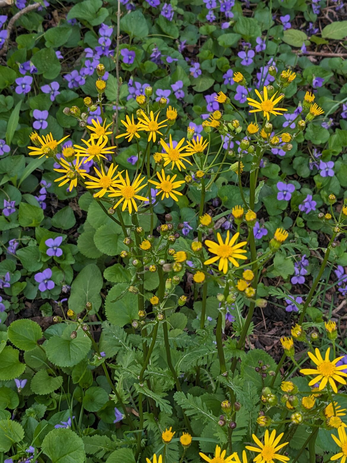 Packer Aurea and Violata Sororia packing a beautiful visual punch! South Central Pennsylvania