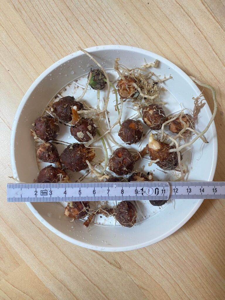 (How) can i store corms?