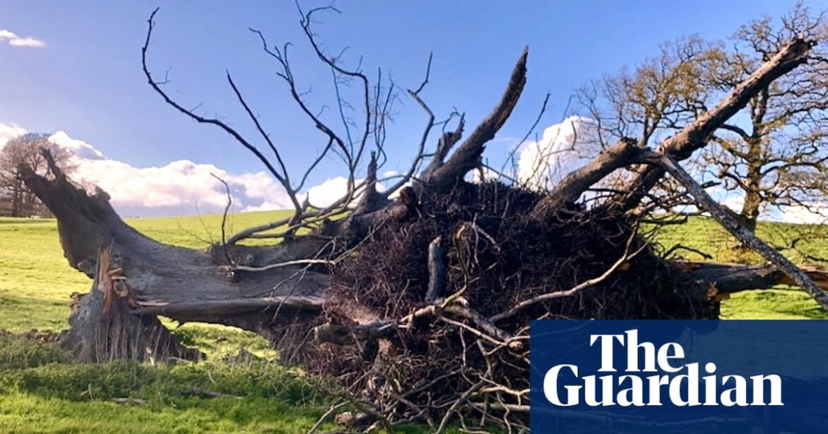 Country diary: A tree can define a landscape – even when it has fallen | Trees and forests
