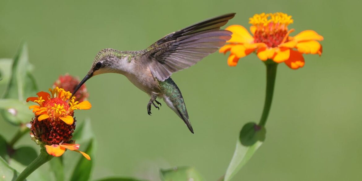 20 Vibrant Flowers That Bring Hummingbirds to Your Yard 20 Vibrant Flowers That Bring Hummingbirds to Your Yard