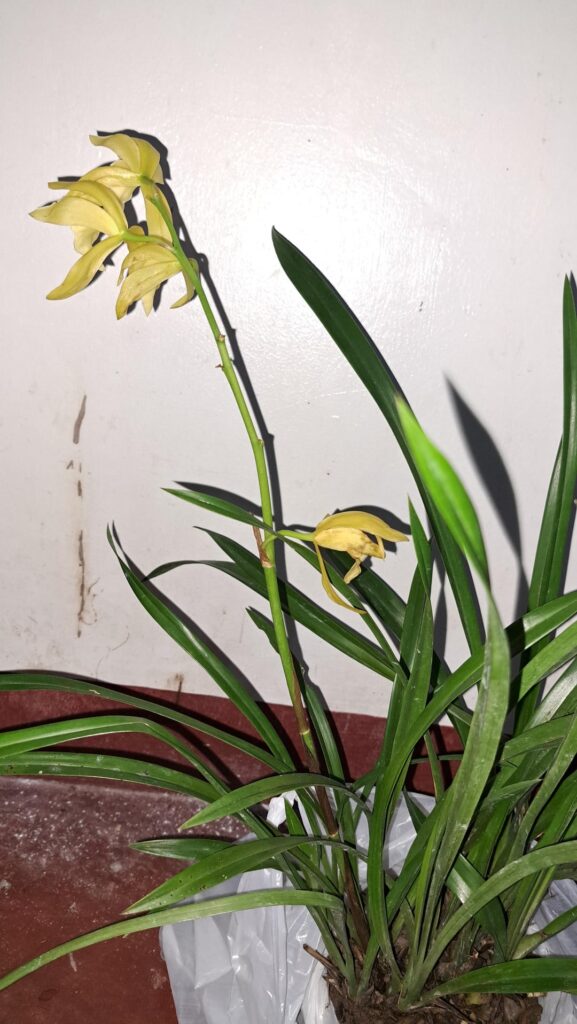 Help! I bought an orchid, not sure if it's in good condition or if it'll thrive