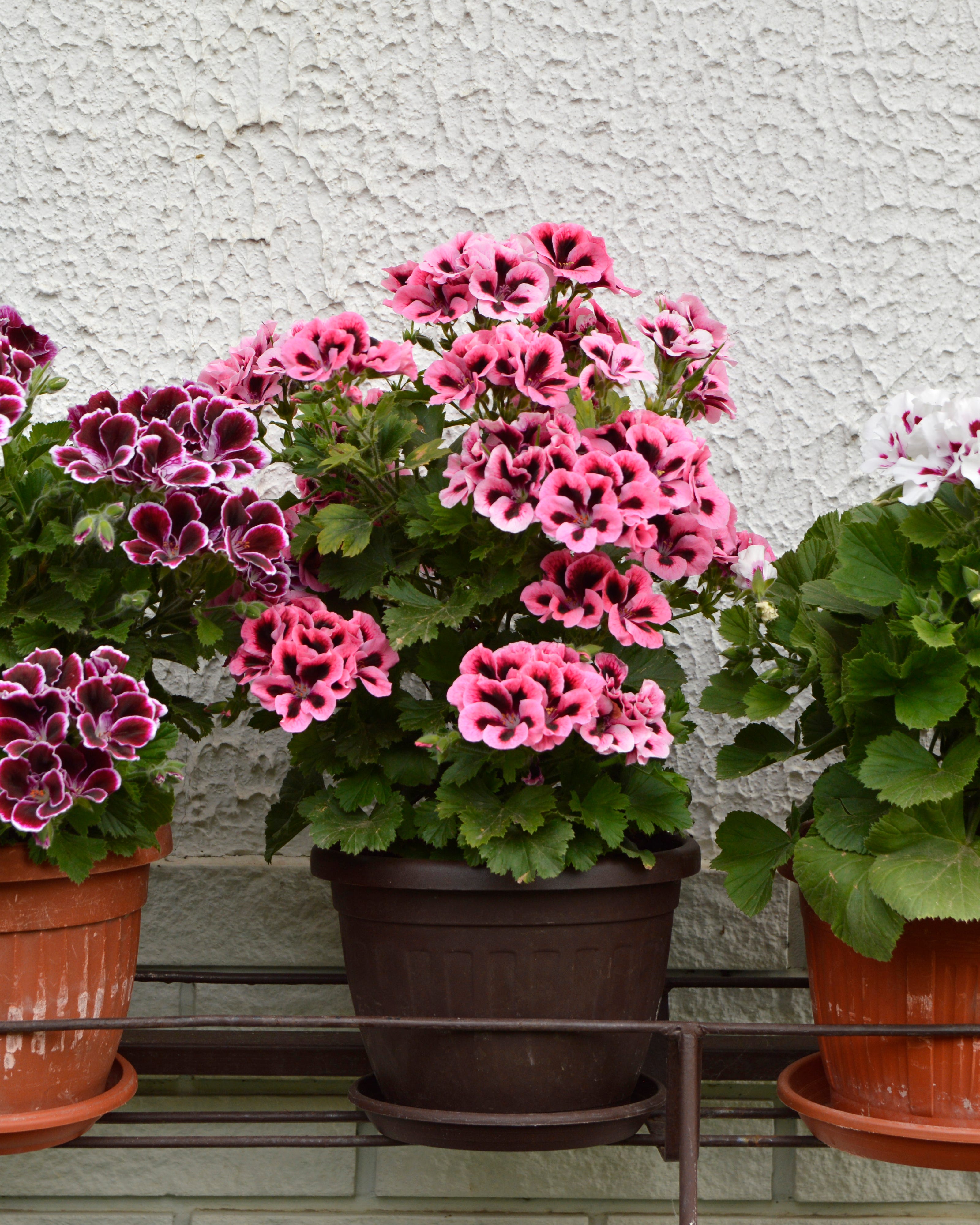 pink, white and purple blooming geraniums, pelargonium grandiflorum, growing in the pot