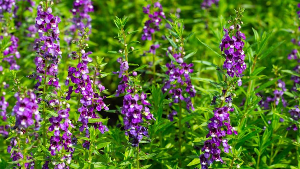 Beautiful angelonia goyazensis benth in the park