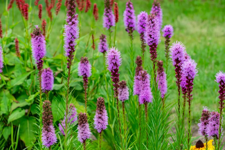 blooming blazing star flowers in a summer garden, green grass background.