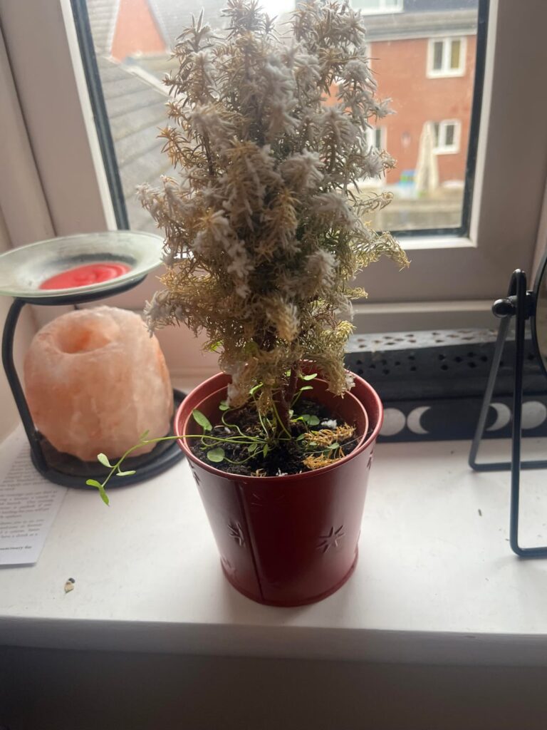 What is this growing from my indoor tree What is this growing from my indoor tree