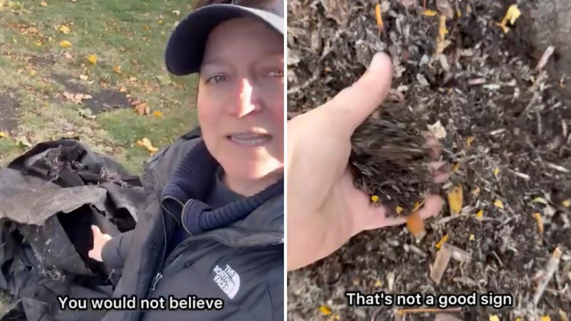 Landscaper highlights consequences of using weed fabric in garden beds Landscaper highlights consequences of using weed fabric in garden beds