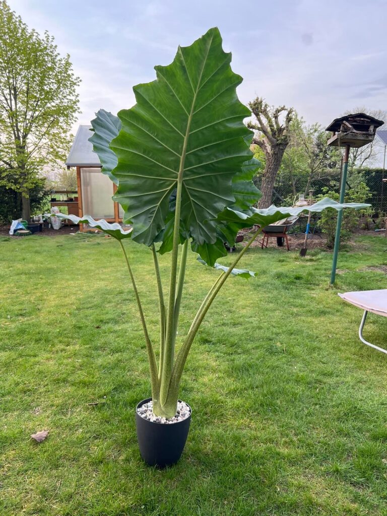 Repotted my Alocasia Portodora