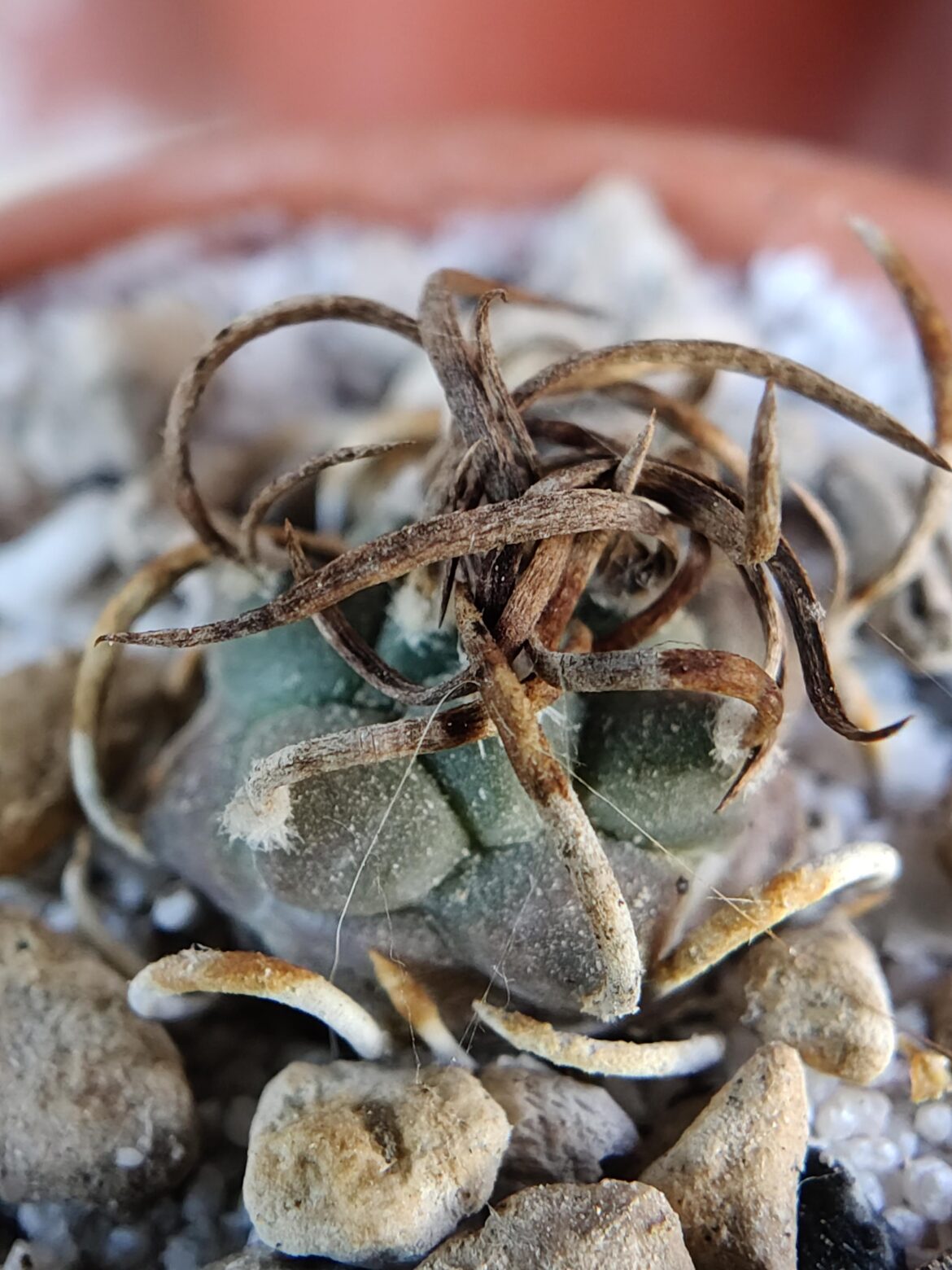 Turbinicarpus schmieldickeanus or whatever it is spelt. grown on gypsum, grows reaaaaaally slowly, but seems happy about it