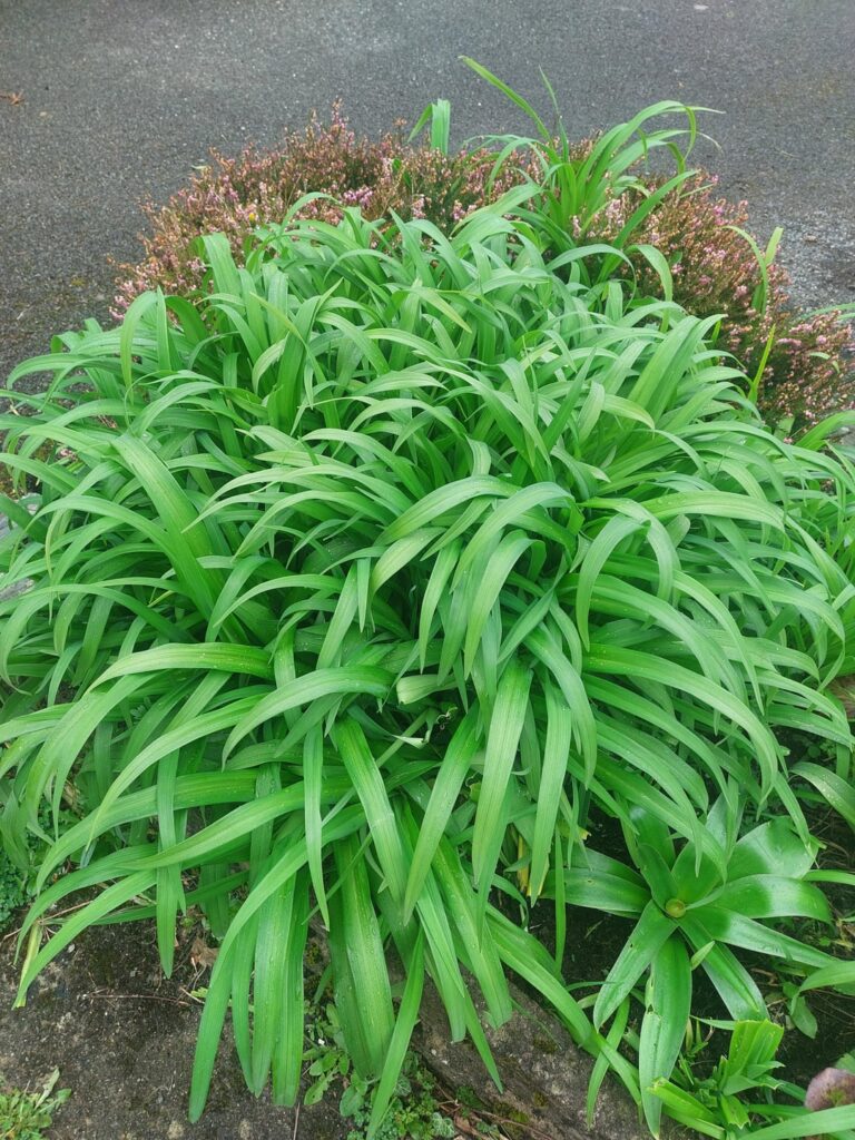 Advice on overgrown/invasive garden