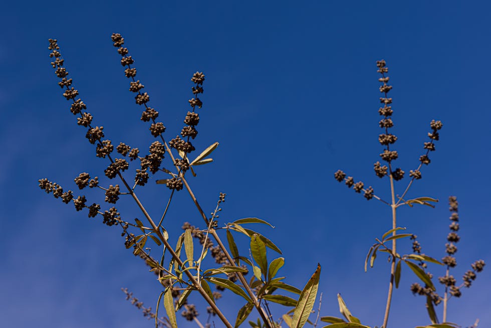 Vitex Agnus-Castus Against a Blue Sky in Ibiza, Spain what to prune in march and april vitex