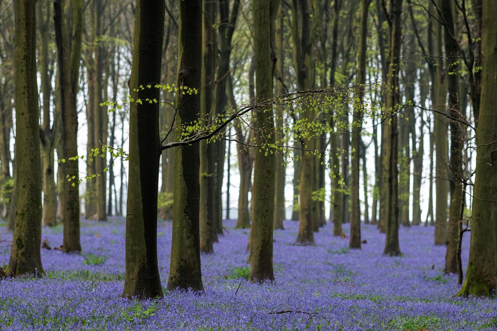 ashford, england april 15: english bluebells, hyacinthoides non scripta bloom in a beech woodland on april 15, 2026 near ashford, england. english bluebells are a protected species in the uk, and it is against the law to pick, uproot or destroy the plants. bluebells typically bloom in england between mid april and early may, when their blossoms turn ancient, undisturbed beech woodland floors into a carpet of blue, a process that can take hundreds of years. according to the national trust, nearly half the world's bluebells are found in the uk. english bluebells are under threat from the invasive spanish bluebell, hyacinthoides hispanica, which was first introduced as an ornamental garden plant in the 19th century and has found its way into parks and gardens where it out competes the native species. (photo by dan kitwood/getty images)