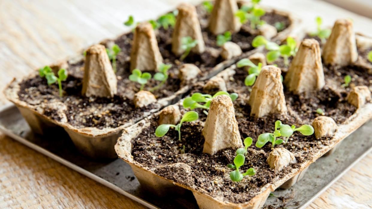 Small plats growing in carton chicken egg box in black soil. Break off the biodegradable paper cup and plant in soil outdoors. Reuse concept.
