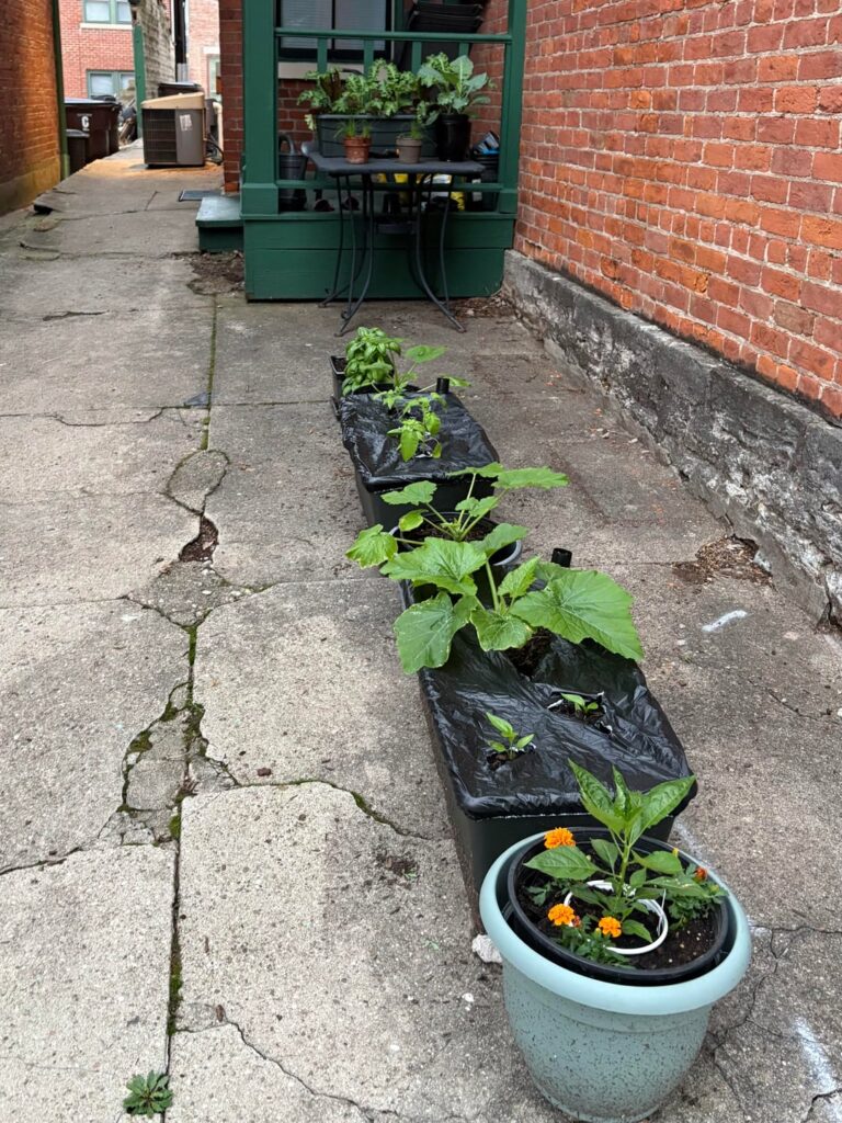 First container garden! Kinda winging it but having fun