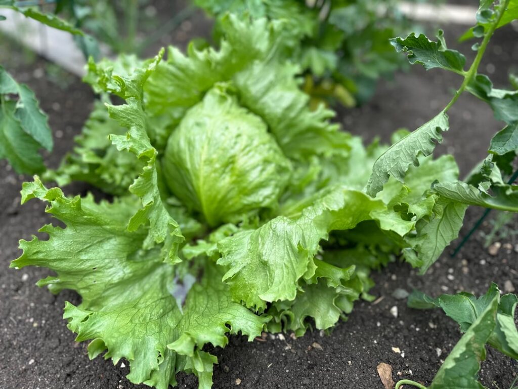 First time growing iceberg lettuce was a great success!