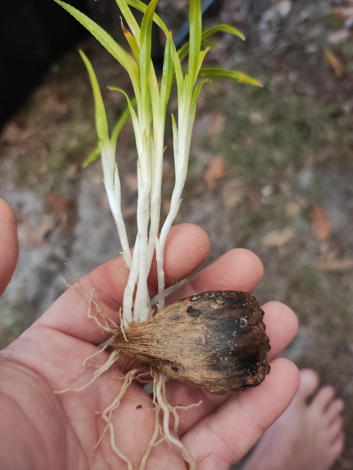 Plant Variety Please