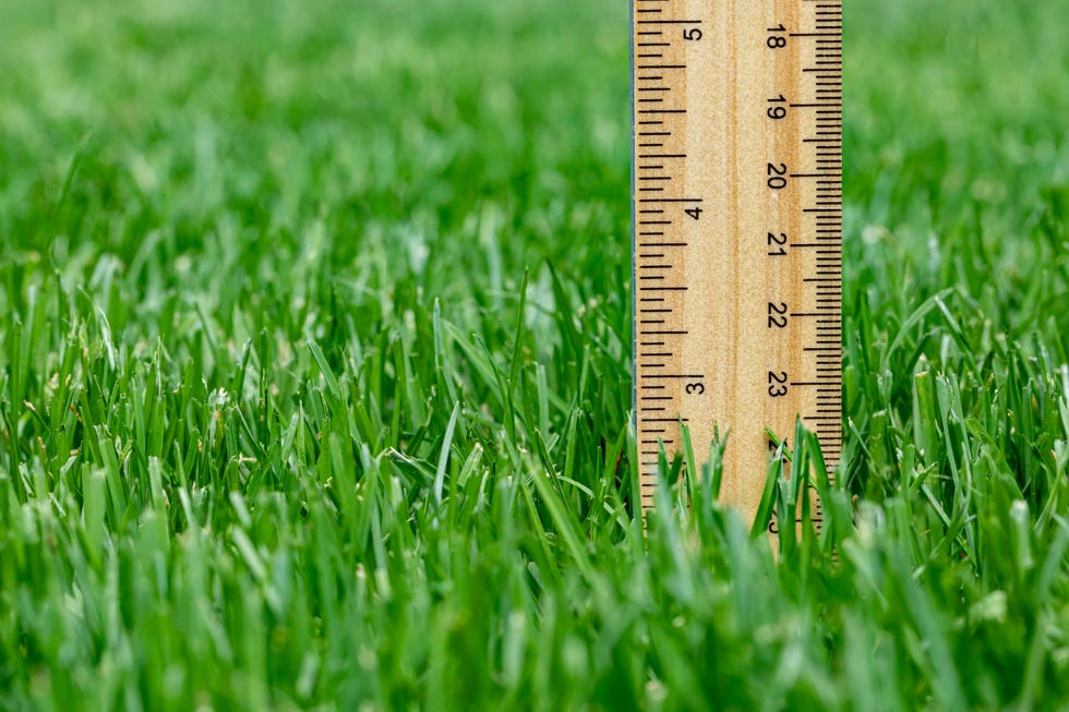 Measuring height of grass in lawn. Lawncare, mower cutting height, and healthy lawn concept. Measuring height of grass in lawn. Lawncare, mower cutting height, and healthy lawn concept.