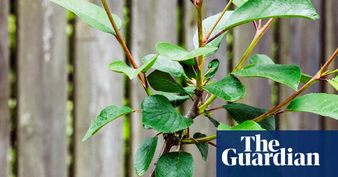 The art of grafting: joining two plants together to grow as one is horticultural magic | Gardening advice The art of grafting: joining two plants together to grow as one is horticultural magic | Gardening advice