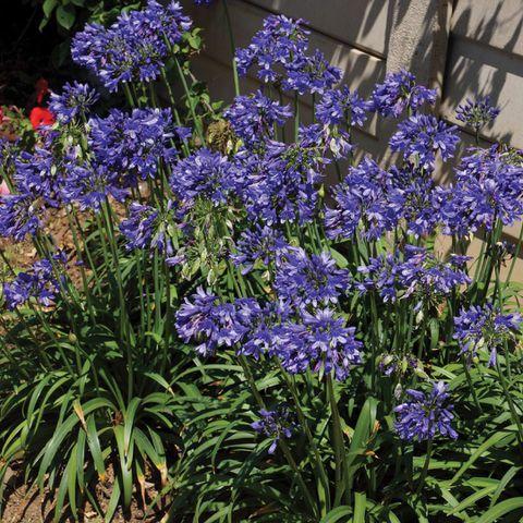 Credit: Southern Living Plant Collection