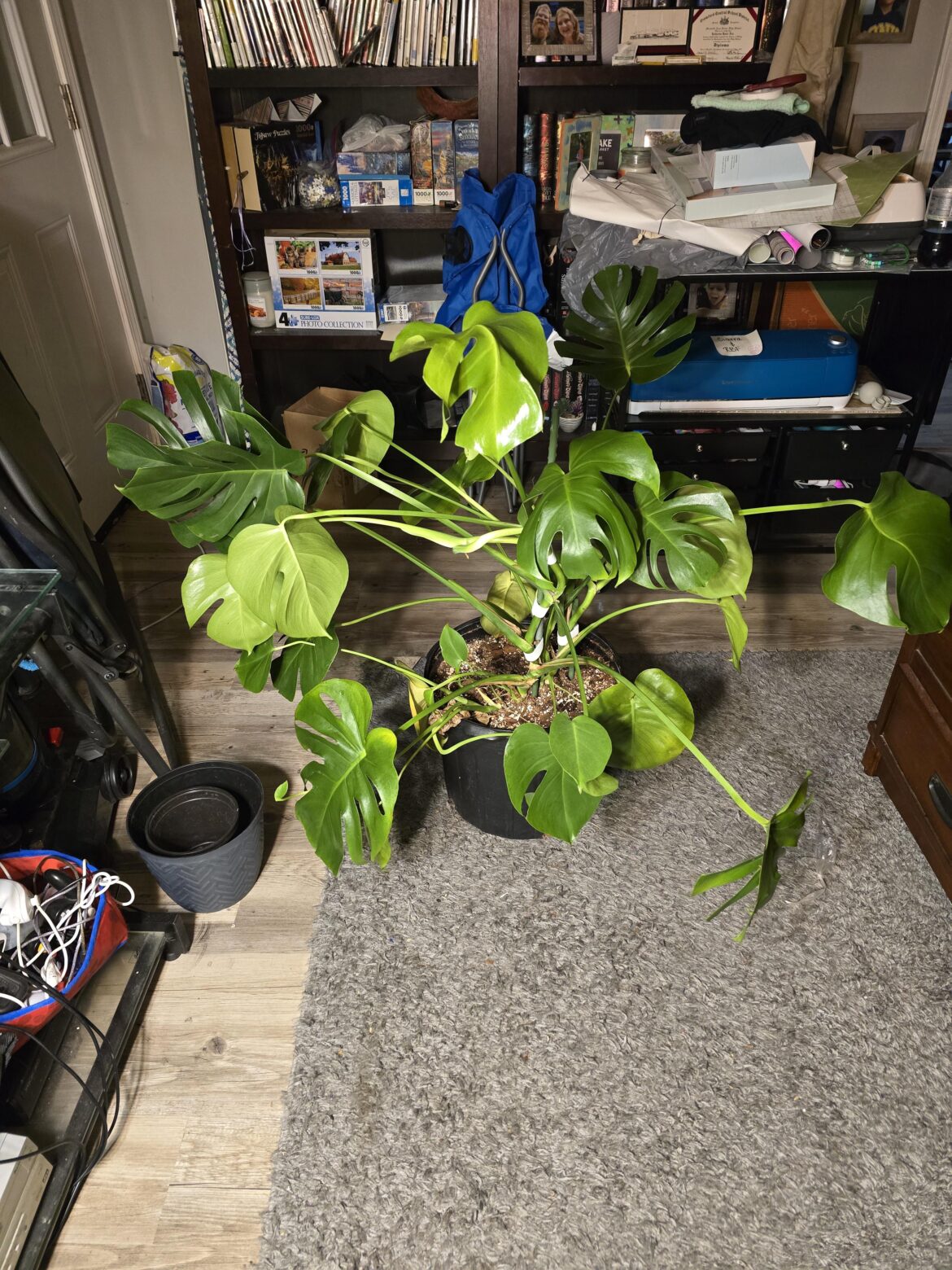Should I separate my Monstera? Should I separate my Monstera?
