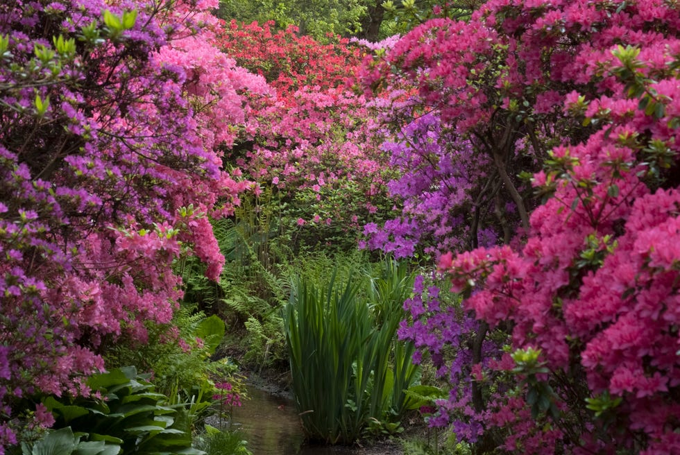 abundant pink and purple rhododendrons hang over the water at the isabella plantation in richmond park
