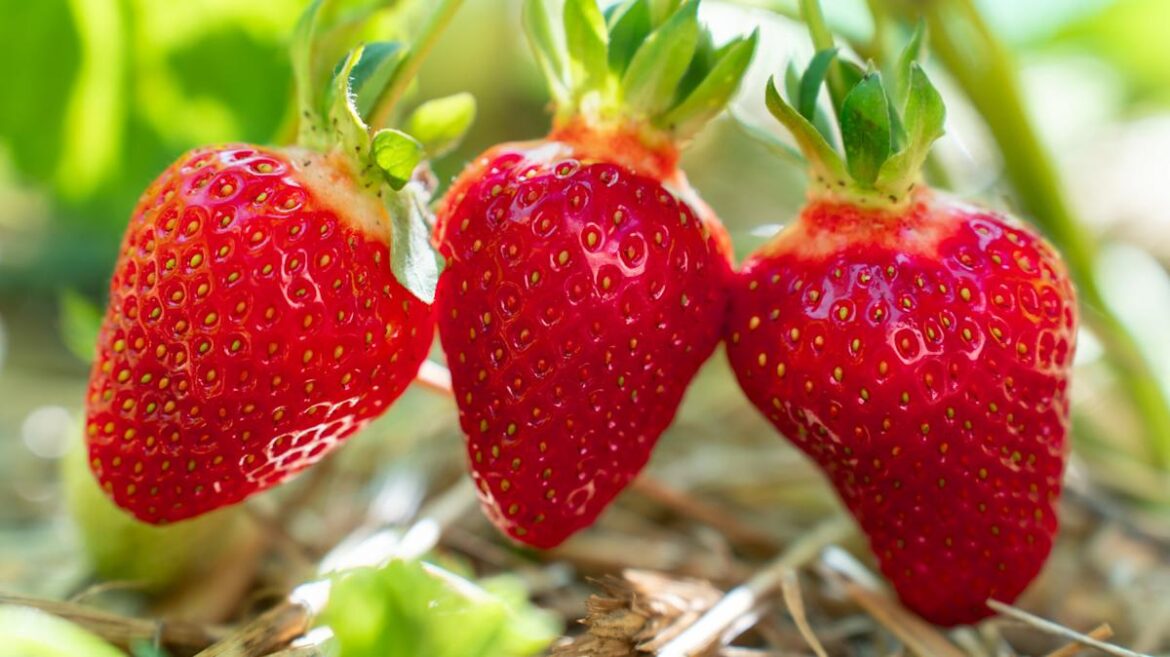 The Essential Gardening Task For Healthier Strawberries This Summer