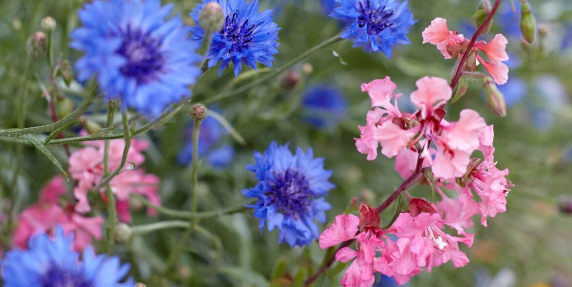 6 Hardy Annuals To Sow In April Before It's Too Late, Including Beautiful Cornflowers