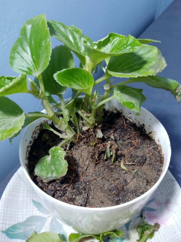 Help?