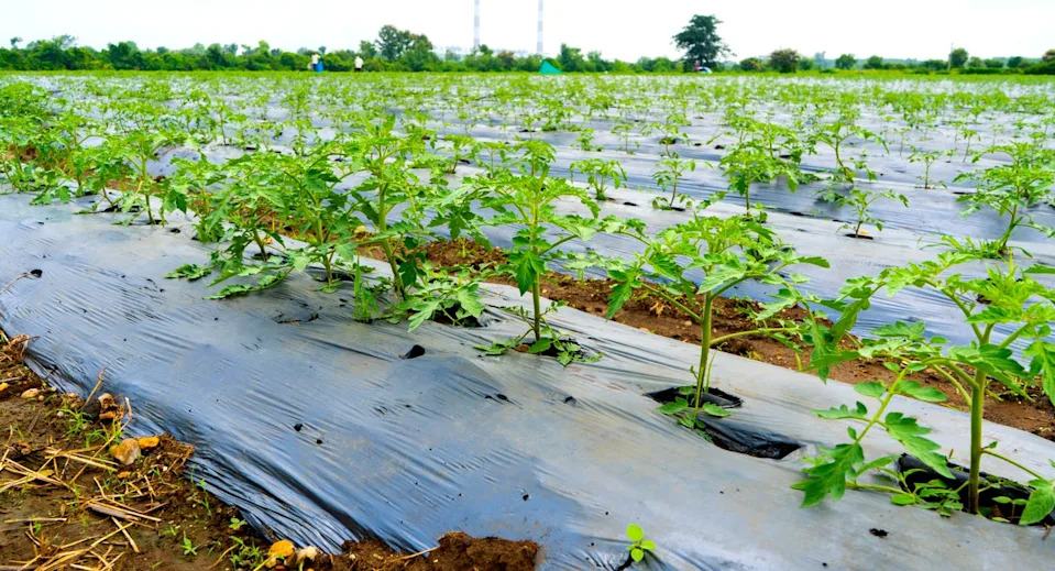 are you planting tomatoes too early