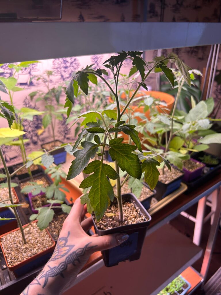 Started my tomatoes early, wondering if it's too late to start again or if these are fine.