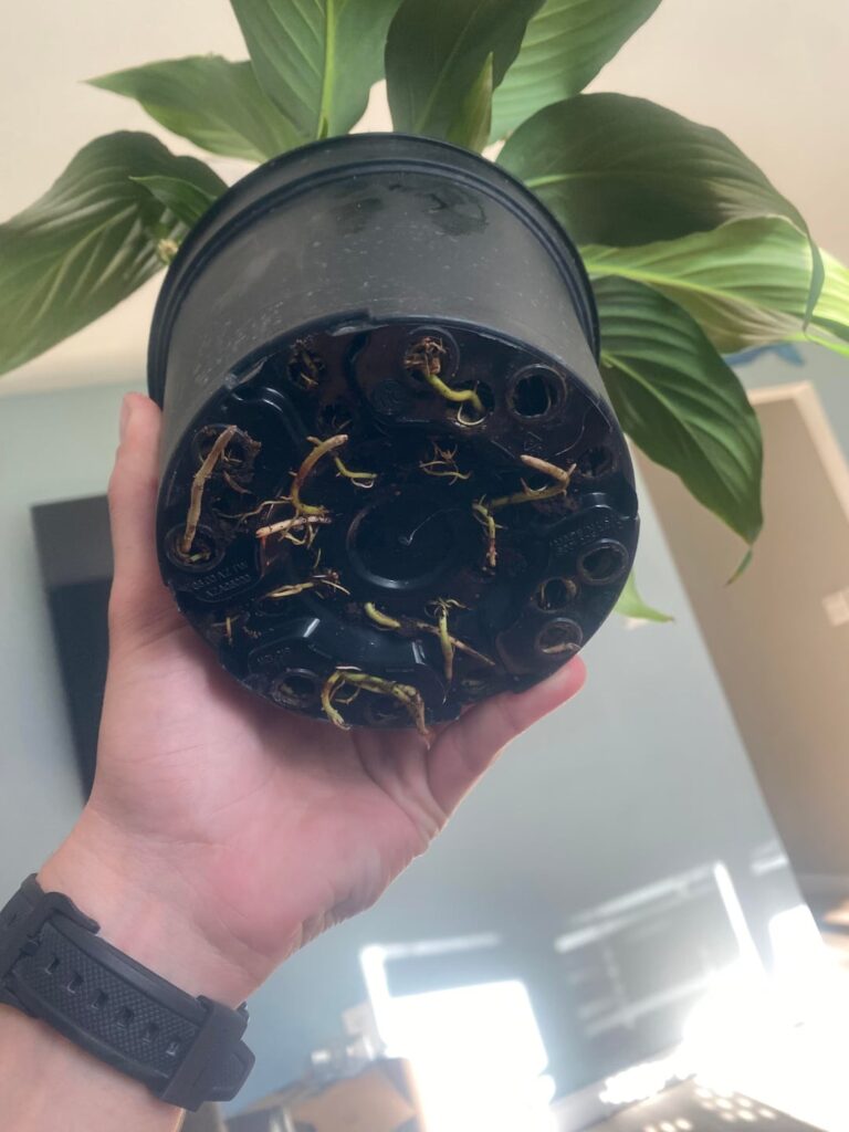 Time to repot?