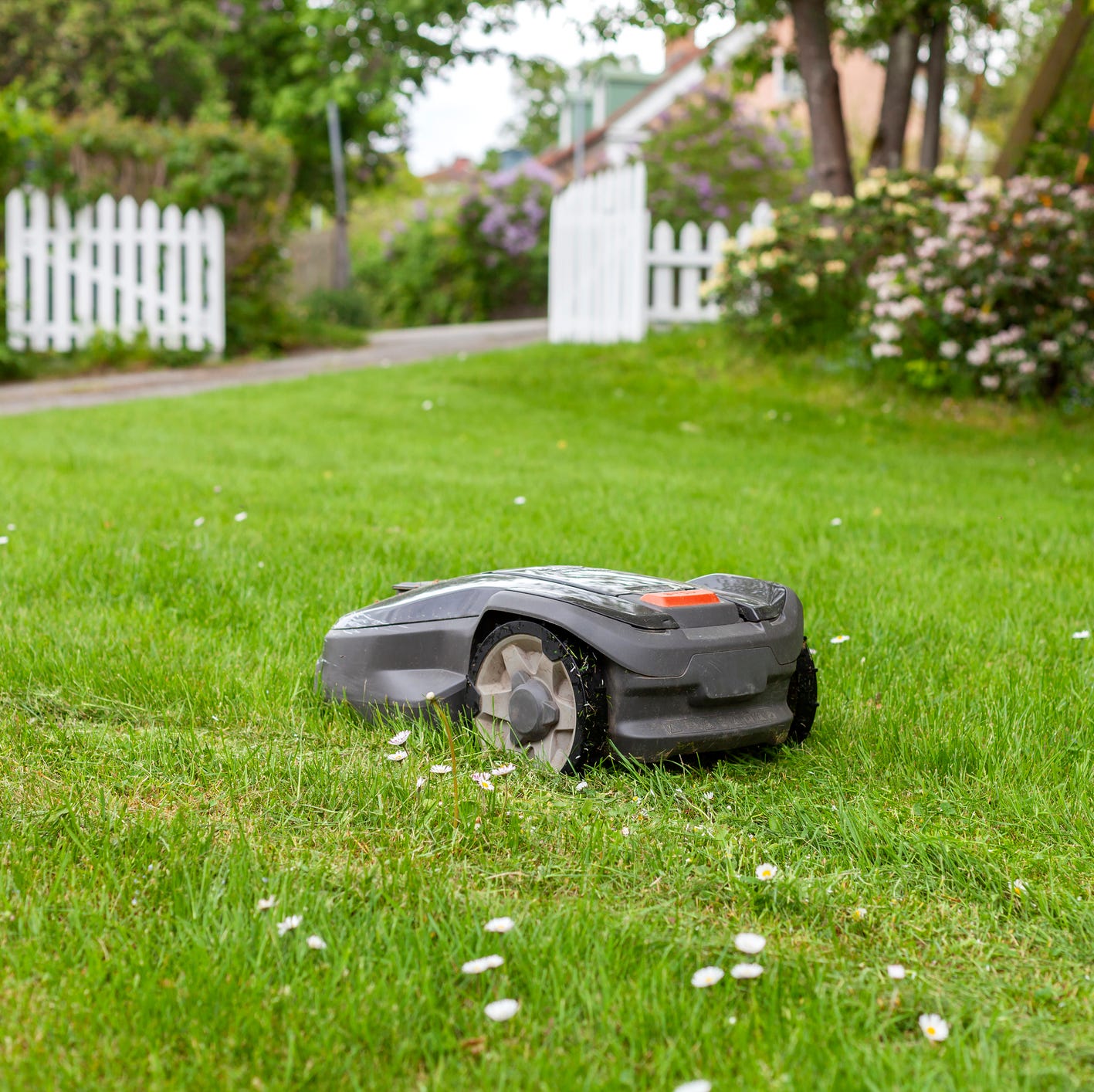 small lawn mower on the grass in a backyard