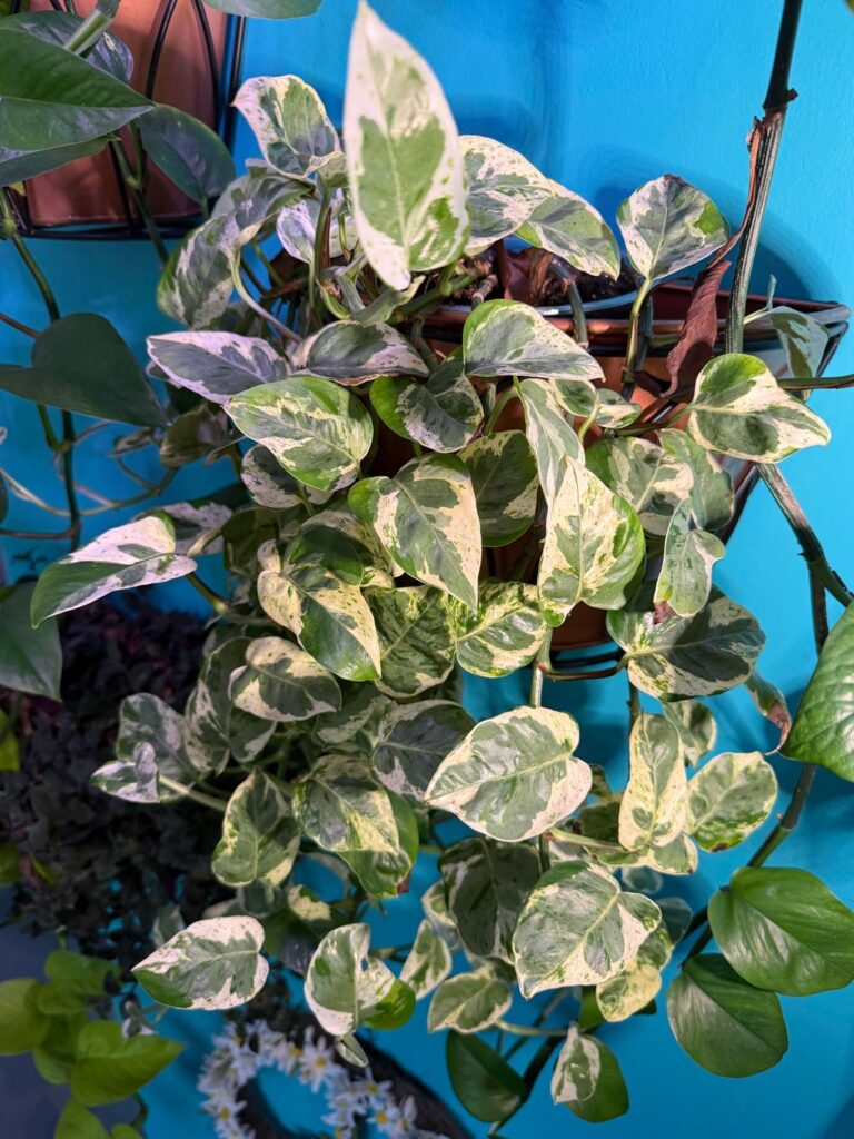 Can never decide which variety this is